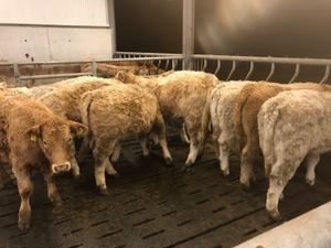 Charolais Heifers - Image 4