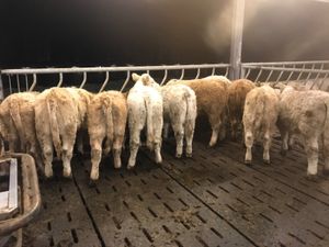 Charolais Heifers - Image 2