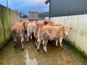 LOVELY HEIFERS - Image 4