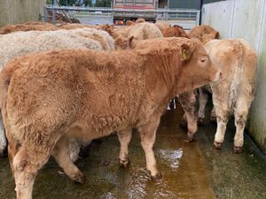 LOVELY HEIFERS - Image 3