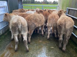 LOVELY HEIFERS - Image 2
