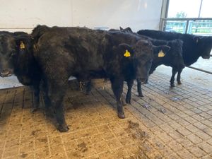 Angus Suckler Heifers - Image 2