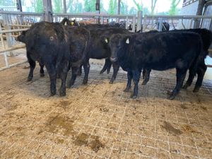 Angus Suckler Heifers - Image 3