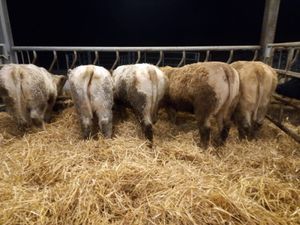 U Grading Heifers - Image 4