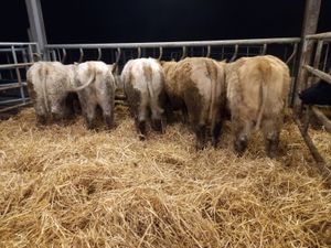 U Grading Heifers - Image 2
