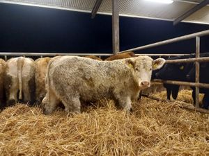 U Grading Heifers - Image 3