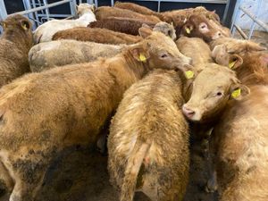 Super Charolais Bullocks - Image 4