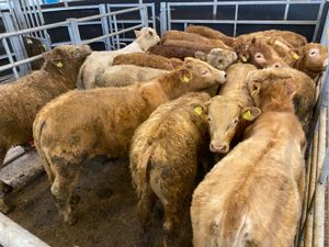 Super Charolais Bullocks - Image 3