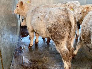 Charolais Bulls - Image 2