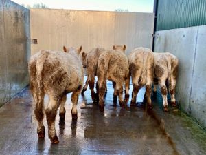 Charolais Bulls - Image 4