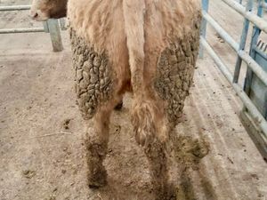 350kg Heifers - Image 2
