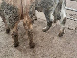 350kg Heifers - Image 3