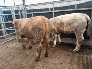 350kg Heifers - Image 4