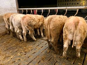 8 Super Heifers - Image 2