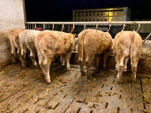 8 Super Heifers - Image 3