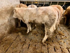 8 Charolais Heifers - Image 2