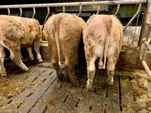 8 Charolais Heifers - Image 3