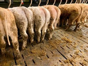 8 Charolais Heifers - Image 4
