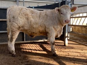 PB Charolais Heifer - Image 2