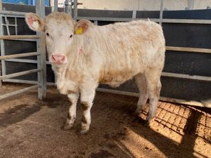 PB Charolais Heifer - Image 4