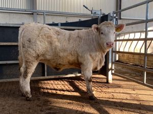 PB Charolais Heifer - Image 3