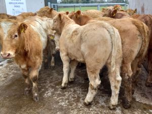 Charolais Bullocks - Image 2