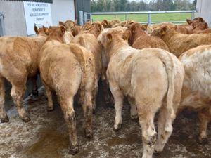 Charolais Bullocks - Image 4