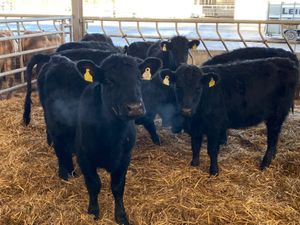 Angus Heifers - Image 4