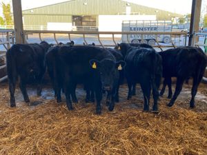 Angus Heifers - Image 2
