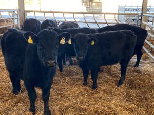 Angus Heifers - Image 3