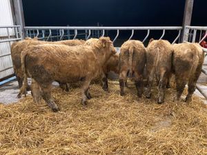 Fresh in Bullocks - Image 4