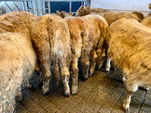 Golden CHX Heifers - Image 3
