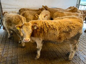 Golden CHX Heifers - Image 2