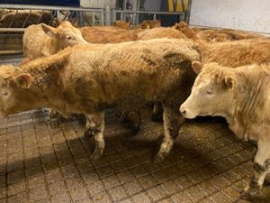 Limestone Heifers - Image 4