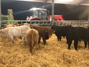 Weekly Special @ Leinster Livestock - Image 2