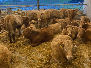 Charolais Heifers - Image 4