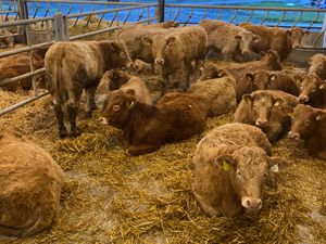 Charolais Heifers - Image 2