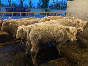 340kg Bullocks - Image 2