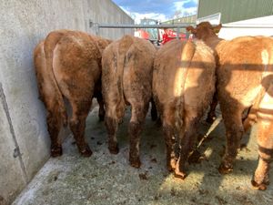 500kg Bullocks - Image 3