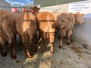 500kg Bullocks - Image 4