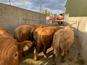 500kg Bullocks - Image 2