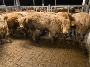 350kg Bullocks - Image 3