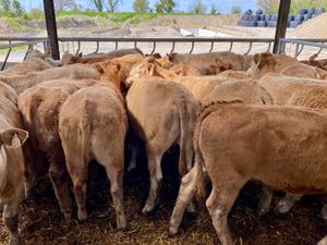 Super Heifers - Image 4