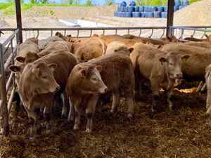 Super Heifers - Image 2