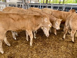 Super Heifers - Image 3