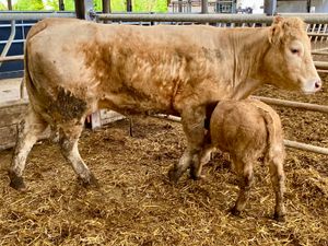 Super Cow & Calf - Image 4