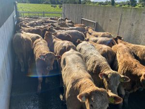 Super Heifers - Image 2
