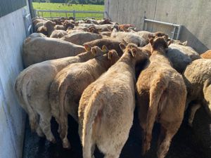 Super Heifers - Image 3