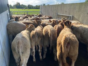 Super Heifers - Image 4