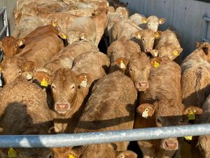 Mayo Heifers - Image 3